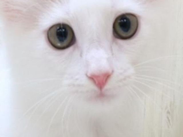静岡県のメインクーン (ペッツワン伊東店/2023年8月1日生まれ/女の子/ダイリュートキャリコ)の子猫
